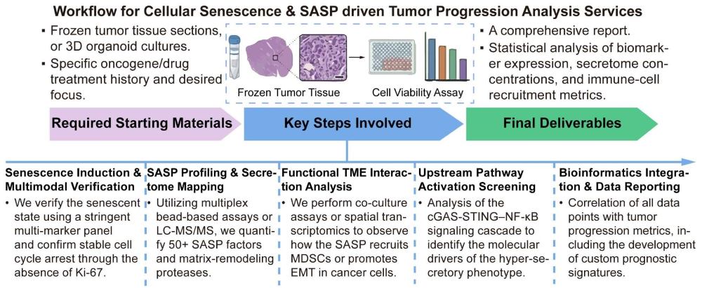A simple procedure for cellular senescence and SASP driven tumor progression analysis services. (Creative Biolabs Original)