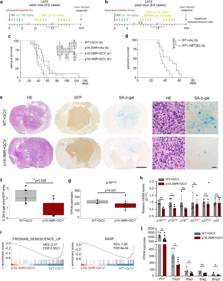 Fig.1 Senolytic intervention extends survival in GBM-bearing mice via partial senescent cell clearance. (OA Literature)