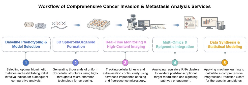 Core steps of comprehensive cancer invasion & metastasis analysis. (Creative Biolabs Original)