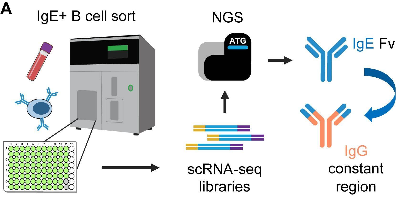 Fig.1 Advances in human IgE antibody discovery and reengineering. (OA Literature)