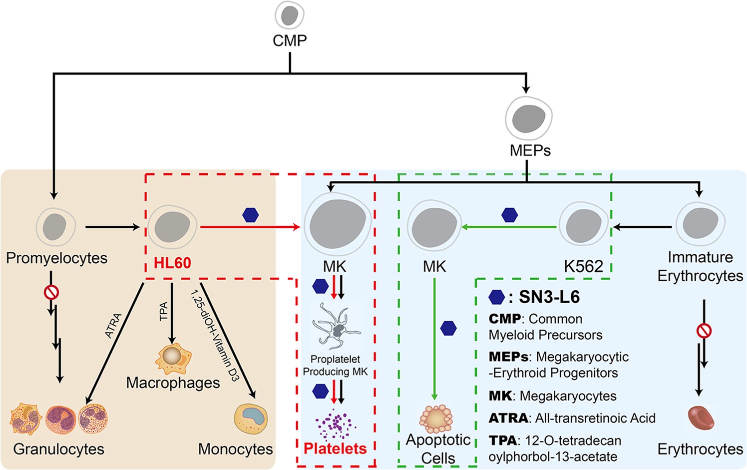 Fig.1 Normal and novel differentiation pathways of hemocytes, or induced differentiation patterns of leukemia cells by differentiating agents.