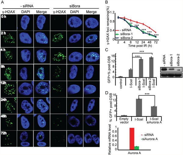 Fig.1 HupT3 cells were transfected with FLAG-tagged Bora and irradiated with 10 Gy.
