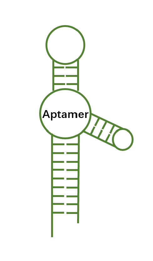 Engineering cancer cells with target-specific aptamer