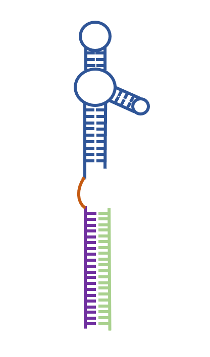 Engineering cancer cells with aptamer-siRNA