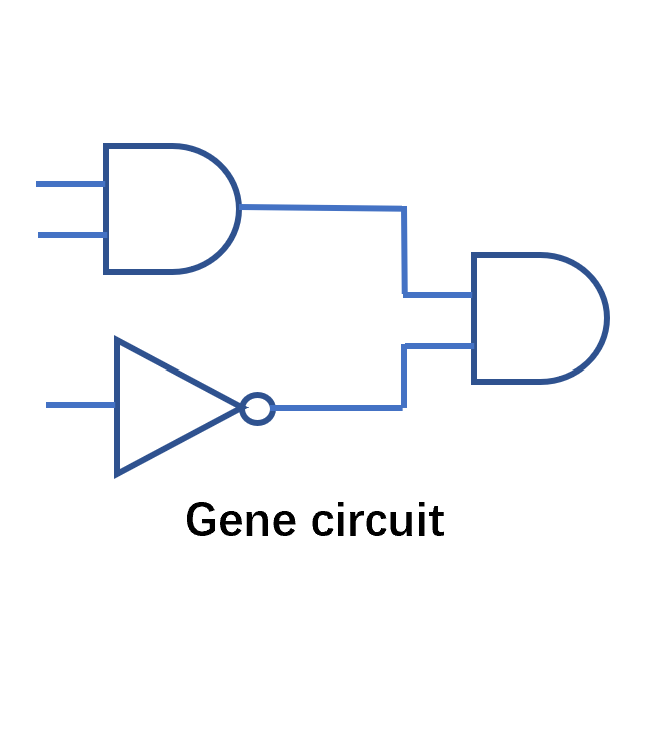 Engineering cancer cells with synthetic immunomodulatory gene circuits