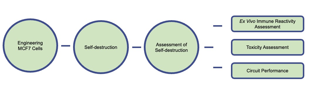 Fig.2 The workflow of engineering breast cancer cell MCF7 for self-destruction. (Creative Biolabs)