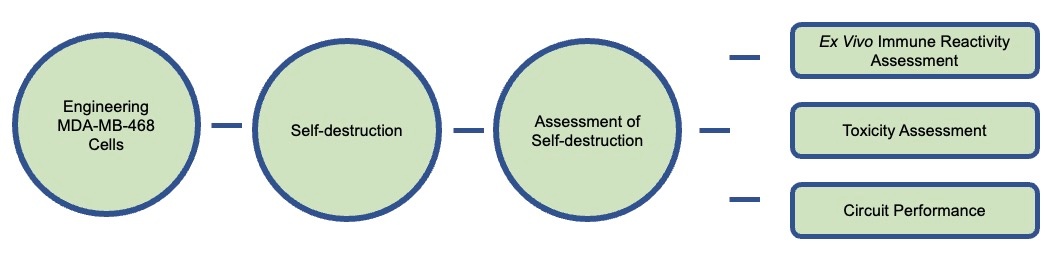 Fig.2 The workflow of engineering breast cancer cell MDA-MB-468 for self-destruction. (Creative Biolabs)