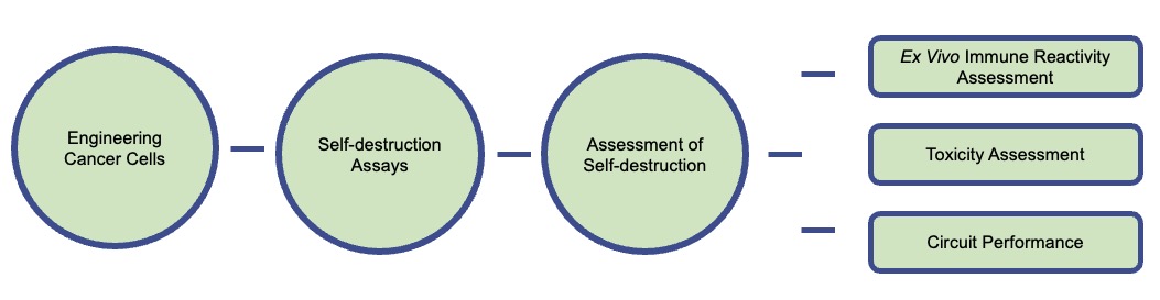 Fig.1 Workflow for engineering breast cancer cells to induce self-destruction. (Creative Biolabs Original)