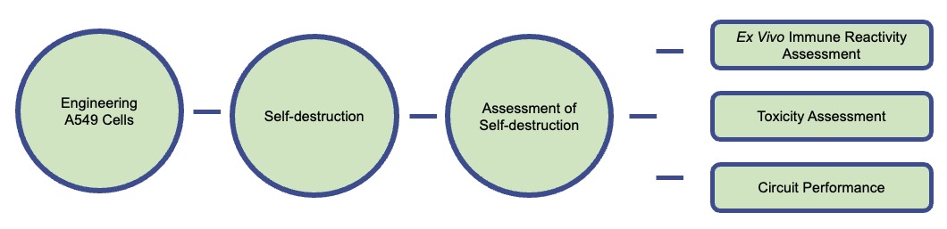 A workflow for engineering A549 lung cancer cells to induce self-destruction. (Creative Biolabs Original)