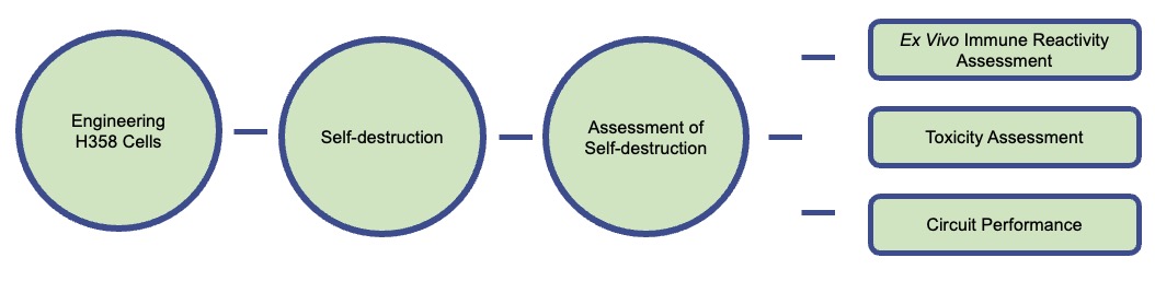 A detailed workflow for engineering H358 lung cancer cells to promote self-destruction. (Creative Biolabs Original)
