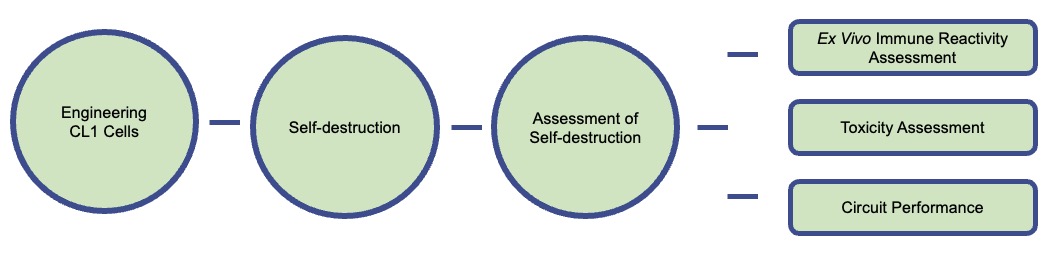 A detailed workflow for engineering CL1 lung cancer cells to promote self-destruction.