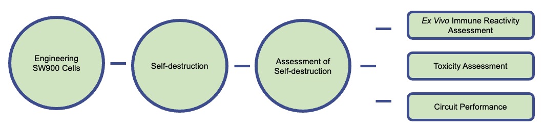 A comprehensive workflow for engineering SW900 lung cancer cells to induce self-destruction. (Creative Biolabs Original)