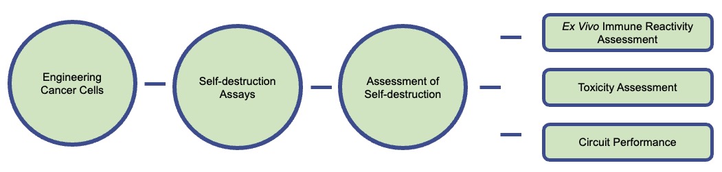 A workflow for engineering lung cancer cells to promote self-destruction. (Creative Biolabs Original)