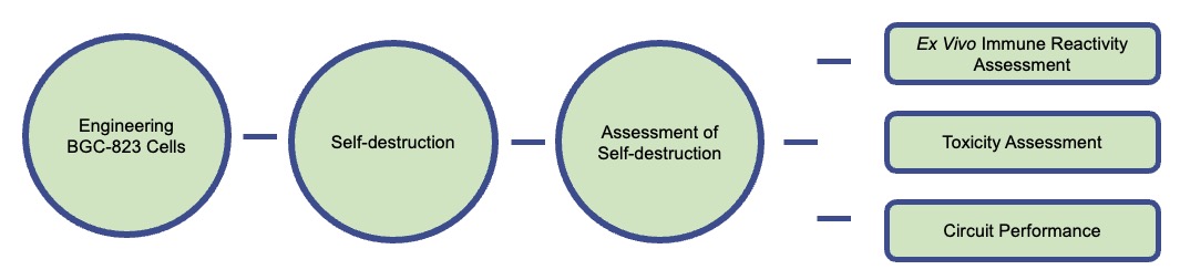 A step-by-step workflow for engineering BGC-823 gastric cancer cells to facilitate self-destruction. (Creative Biolabs Original)