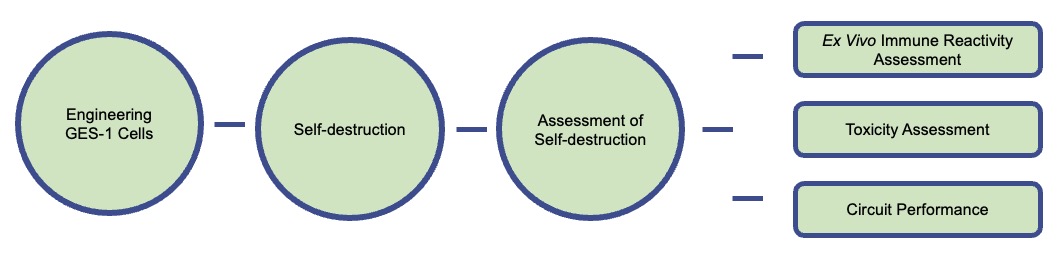 A detailed workflow for engineering GES-1 gastric cancer cells to induce self-destruction. (Creative Biolabs Original)