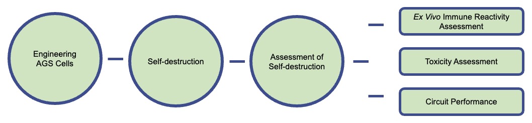 Fig.2 The workflow of engineering gastric cancer cell AGS for self-destruction. (Creative Biolabs)