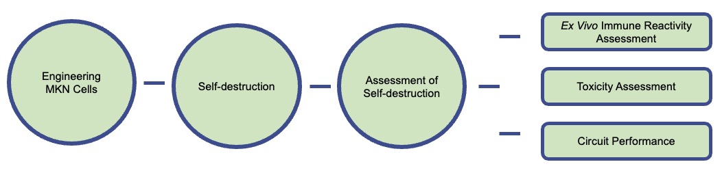 Fig.2 The workflow of engineering gastric cancer cell MKN for self-destruction. (Creative Biolabs)