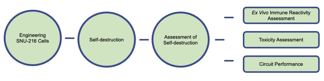 Fig.2 The workflow of engineering gastric cancer cell SNU-216 for self-destruction. (Creative Biolabs)