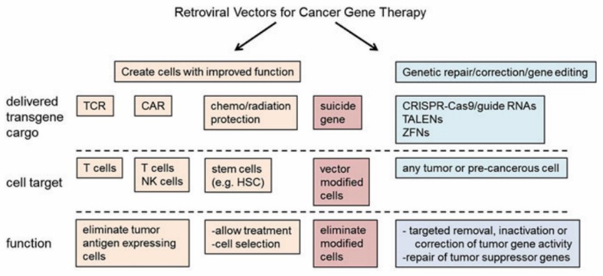Overview of retroviral vector use in cancer therapy. 