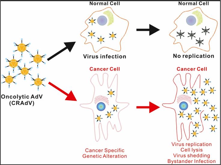 The anticancer effect of oncolytic adenoviruses (CRAdVs)