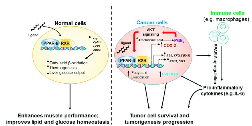 Fig.1 Ligand-dependent actions of PPAR-δ in regulating cellular functions and differential responses in normal versus cancer cells.