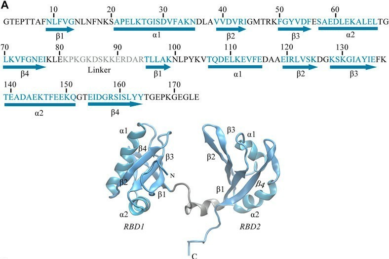 Fig.1 Sequence and 3D structure analysis of human NCL RBD1,2 in molecular recognition and functional dynamics.