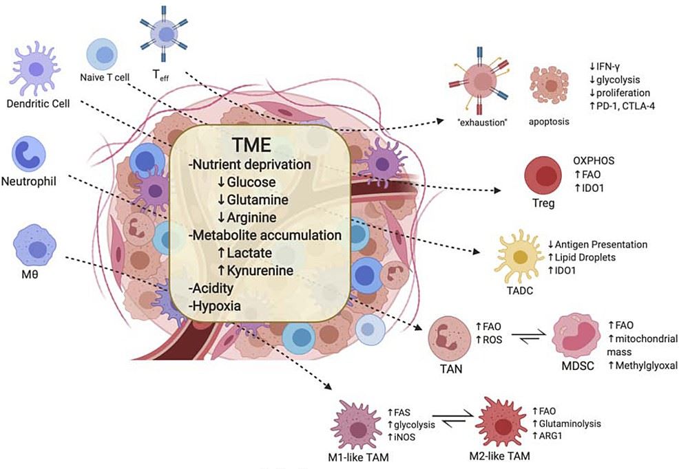 Tumour microenvironment (TME) and associated immune cell metabolism.