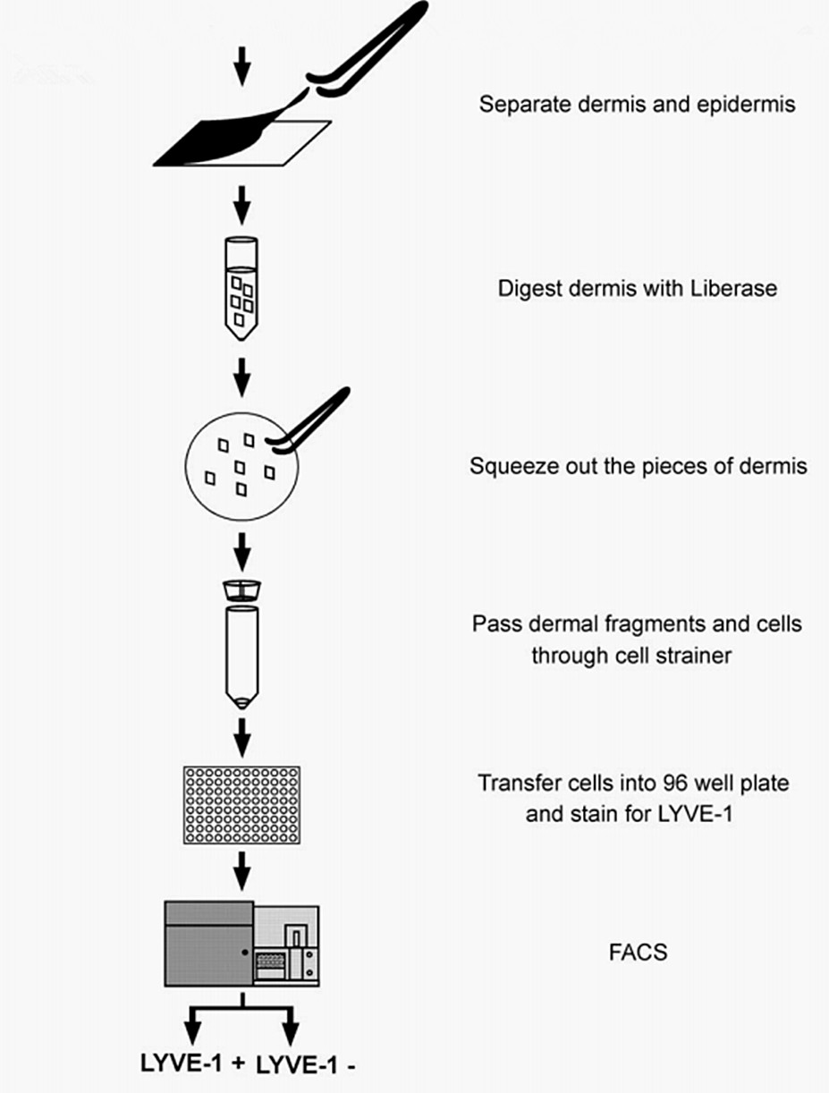 Scheme of the LEC isolation and flow cytometry analysis procedure.