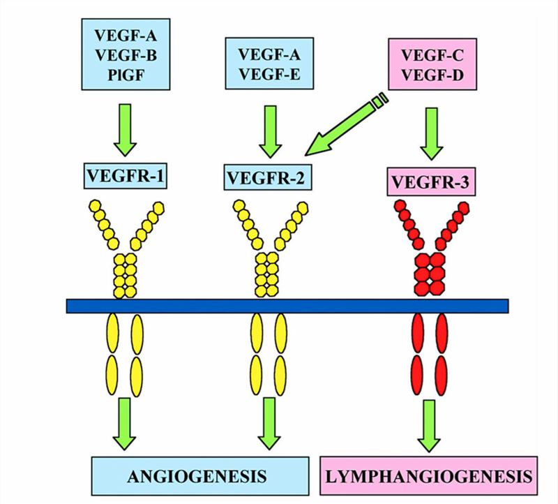 The currently known VEGFs and their receptors.