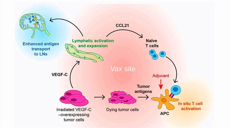 Proposed model for VEGFC vax mechanism of action.