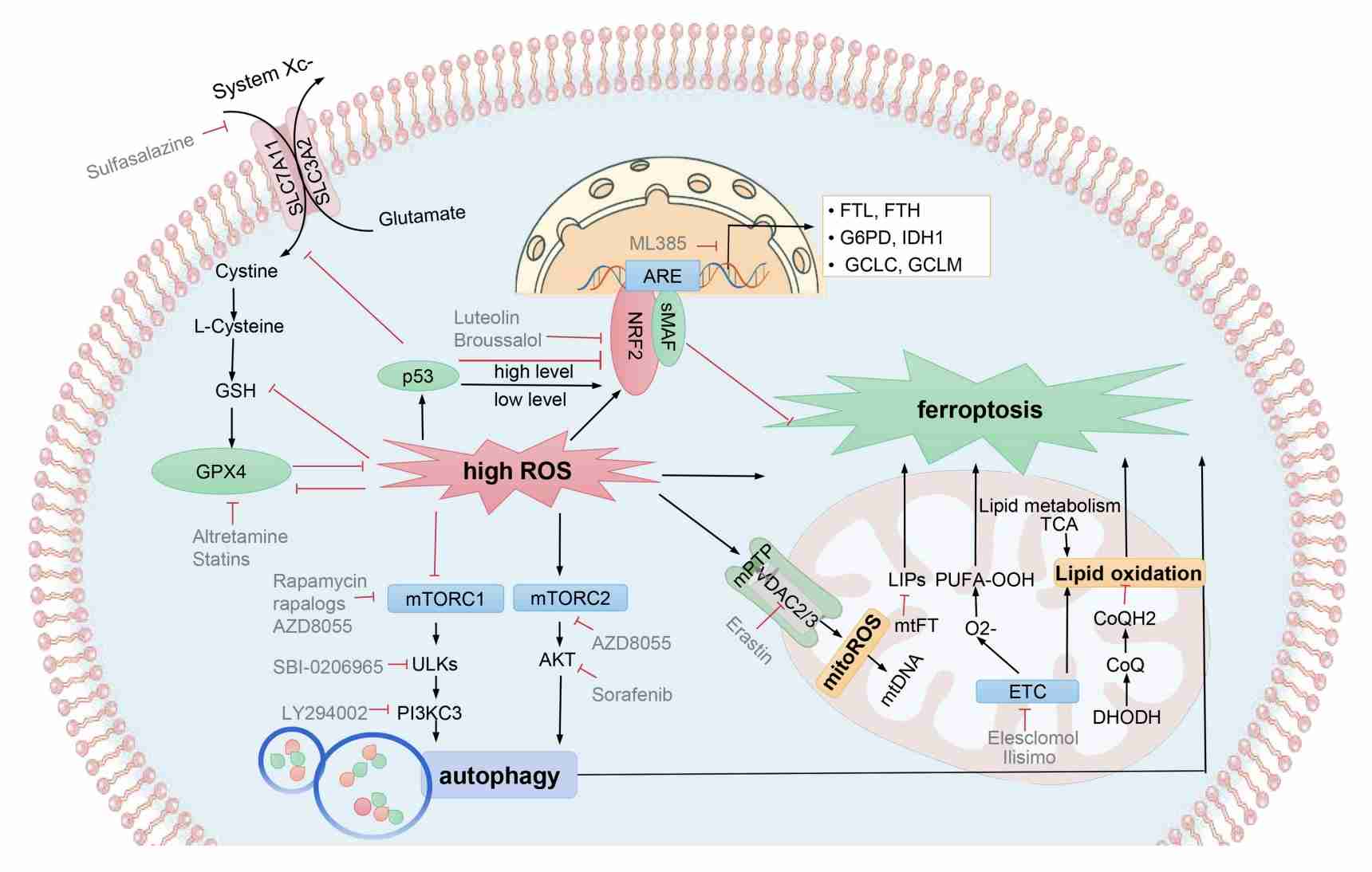 Molecular Pathways Governing The Regulation of Ferroptosis. (Li, Keqing, et al., 2024)