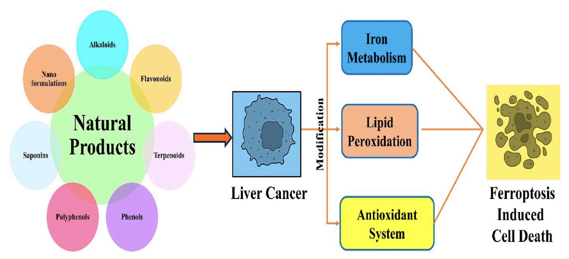 Ferroptosis In Liver Cancer Mediated By Plant-Based Compounds. (Pandey, Pratibha, et al., 2024)
