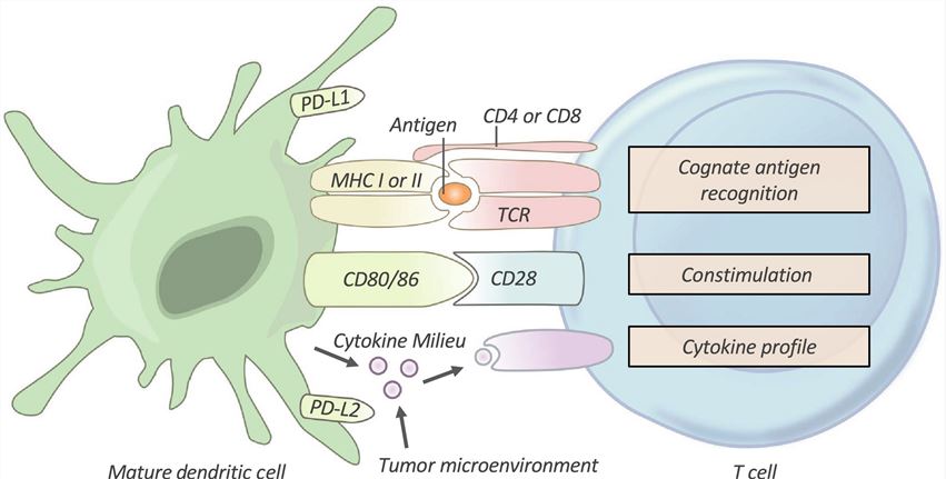 T-cell Activation and identification.