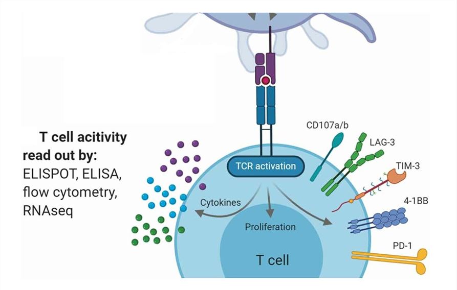 Identification of a reactive T cell.
