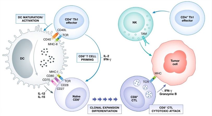The contribution of T cells in anti-tumor response.