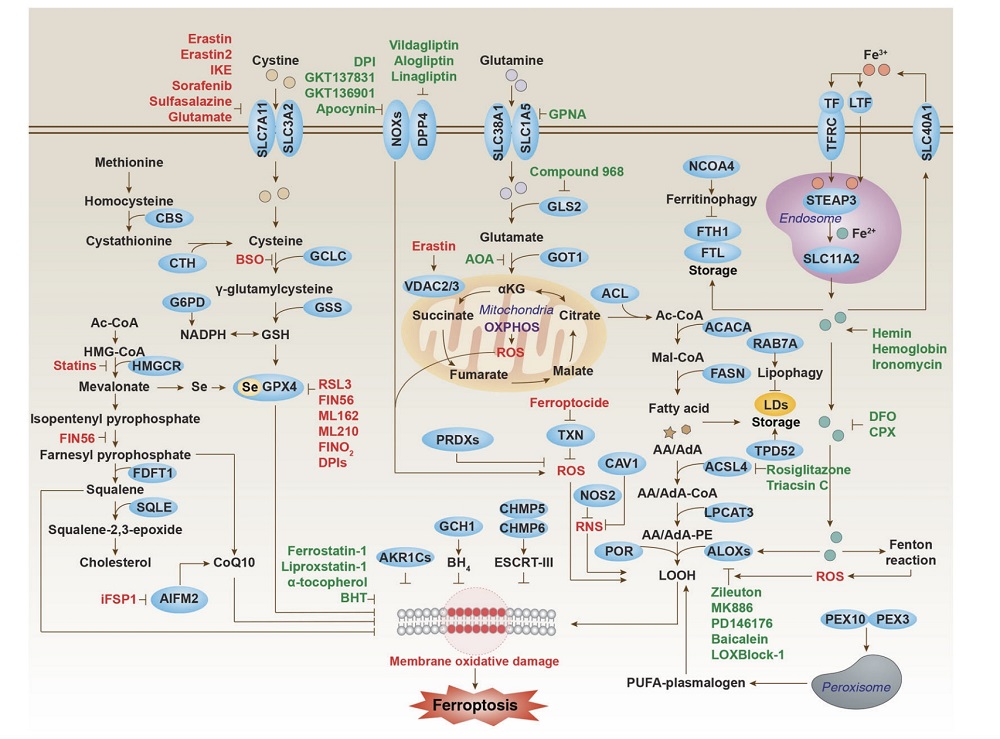 Ferroptosis Signaling Pathways. (Tang, et al., 2021)