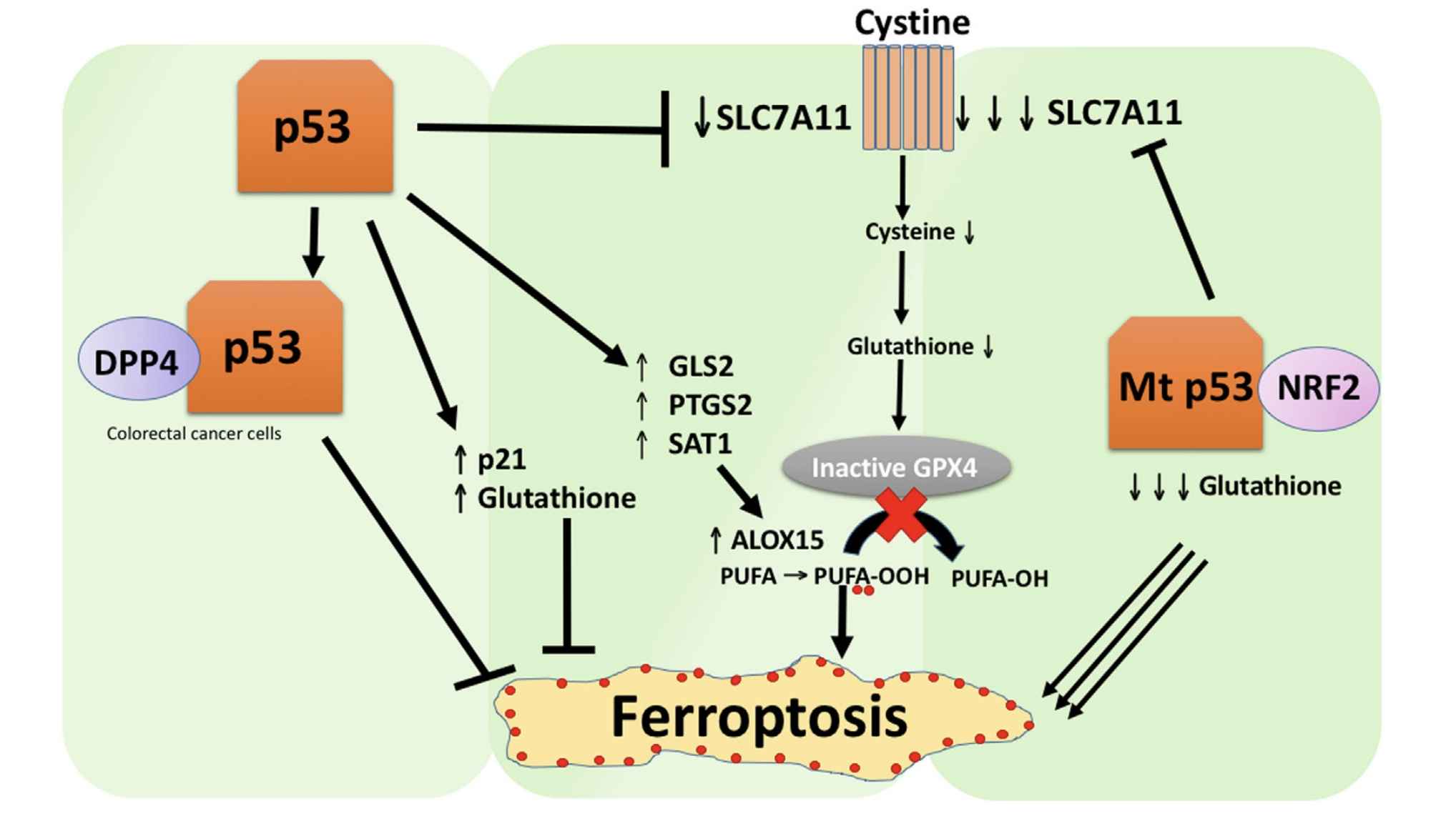 The Various Roles of p53 in Ferroptosis. (Gnanapradeepan, Keerthana, et al., 2018)