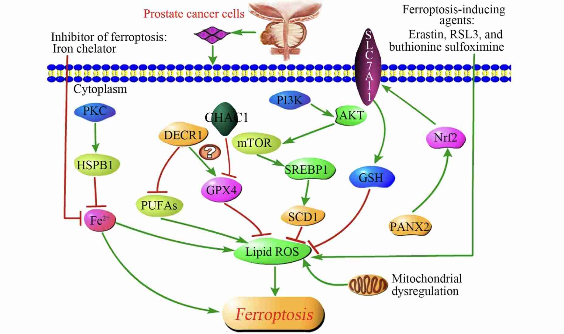 Ferroptosis Signaling Pathways. (Zhao, Shankun, et al., 2021)