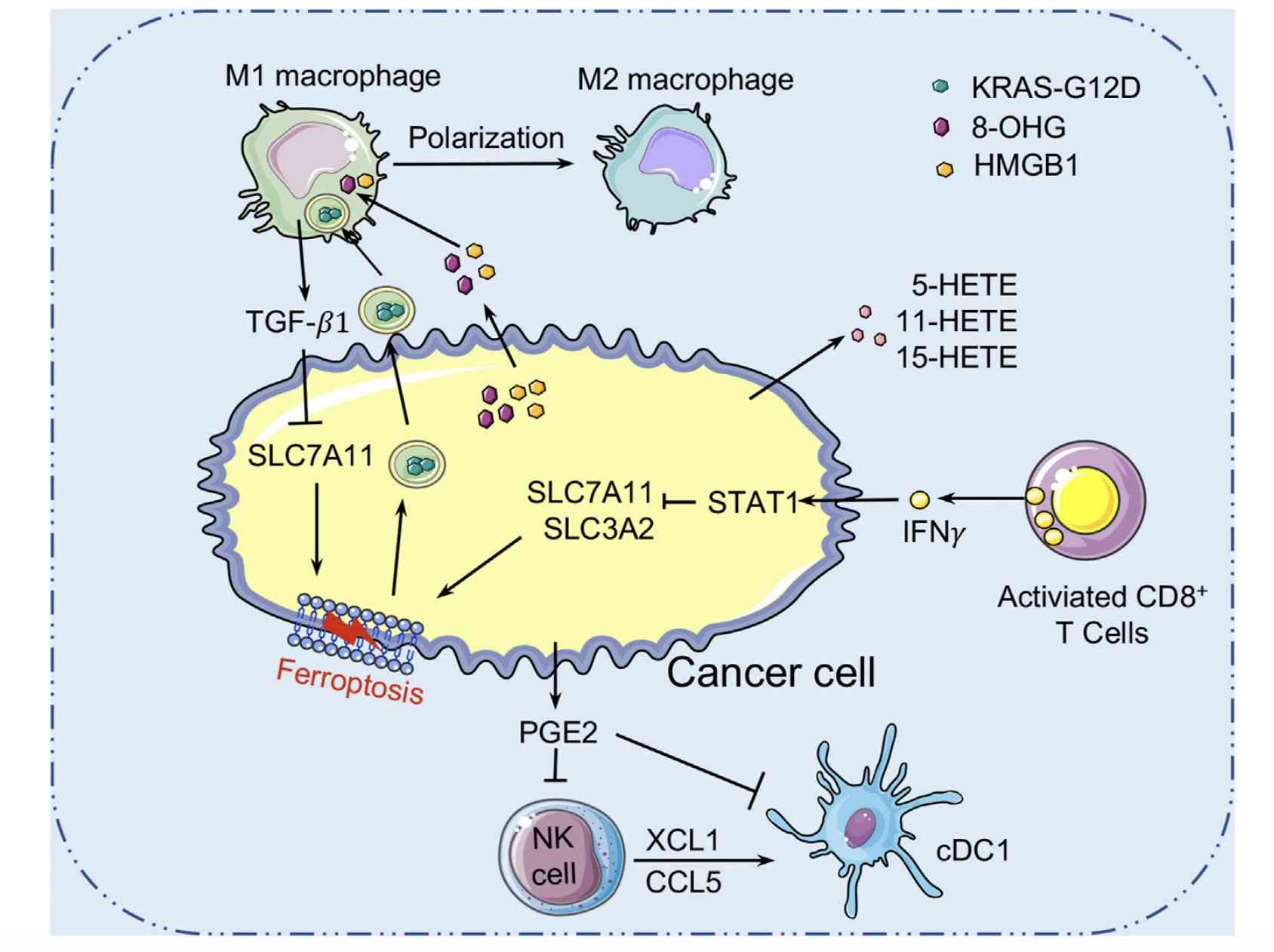 Crosstalk Between Ferroptosis And Cancer Cell. (Liu, Yini, et al., 2021)