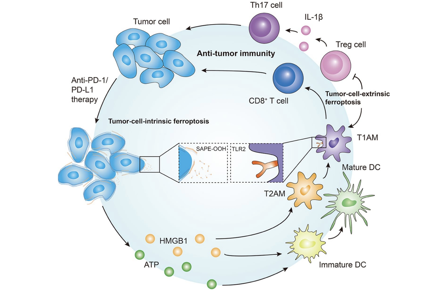 Reversing Immunotherapy Resistance by Inducing Ferroptosis. (Zhang, Chen, et al., 2022)