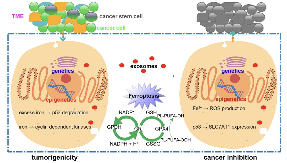 The Schematic Diagram of Modulating Ferroptosis in Cancer Inhibition Based on An Exosome Delivery System. (Wu, Shuang, et al., 2021)