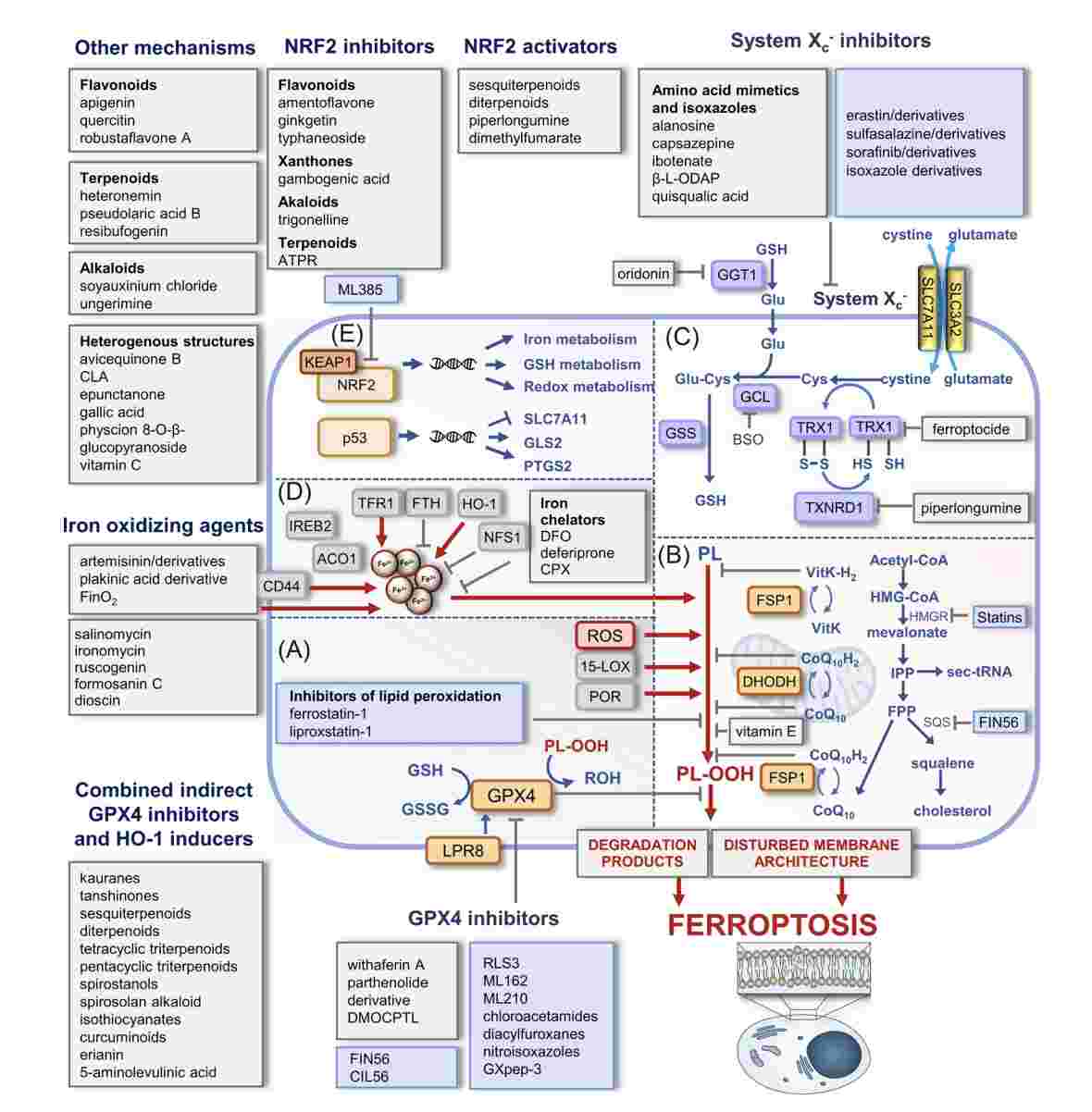 Potential Targets in Ferroptosis-based Cancer Therapy. (Koeberle, Solveigh C, et al., 2023)