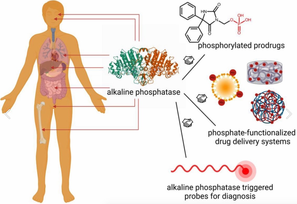 Distribution of ALP as a target for drug delivery and diagnosis.