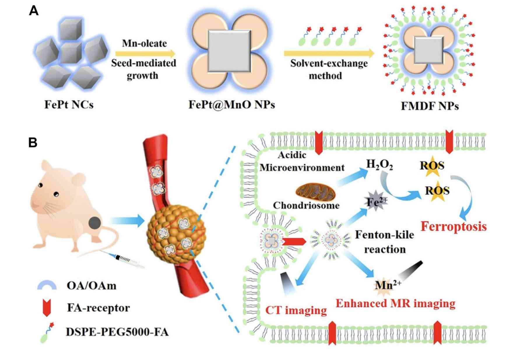 Acidic-Responsive And Dual-Model Imaging-Guided FBT/CDT. (Shi, Zhiyuan, et al, et al., 2022)