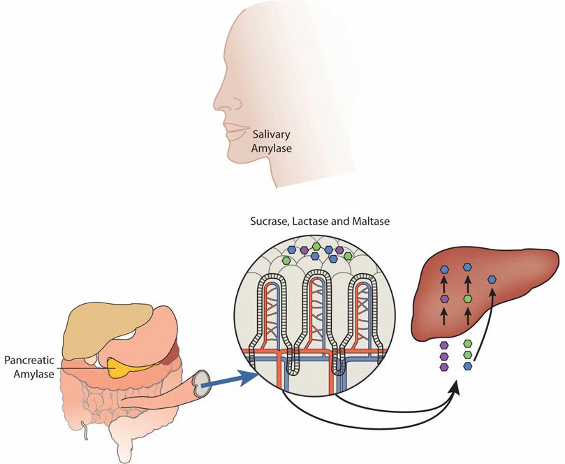 Carbohydrate Digestion with salivary and pancreatic amylase.