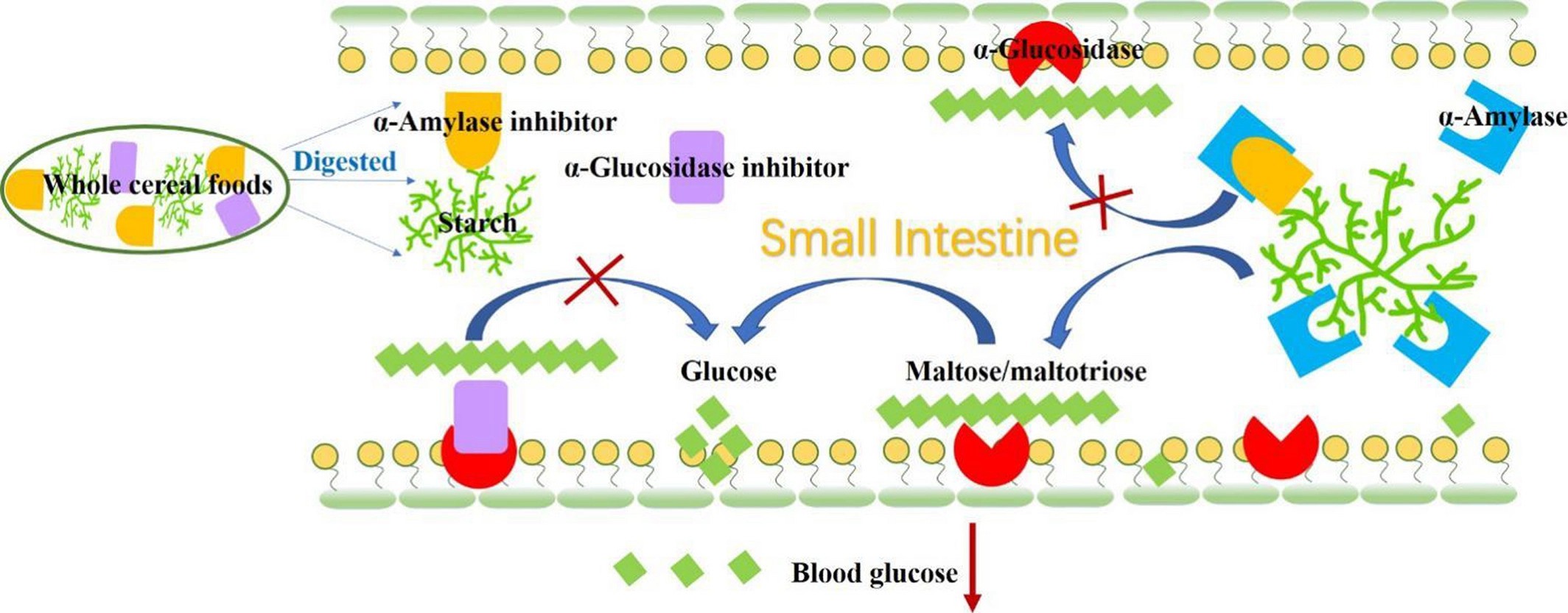 Potential mechanisms of α-amylase inhibitors on the prevention of hyperglycemia.