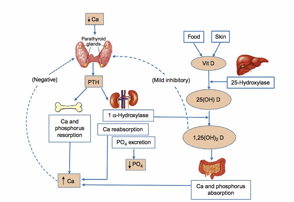 Schematic of calcium homeostasis.