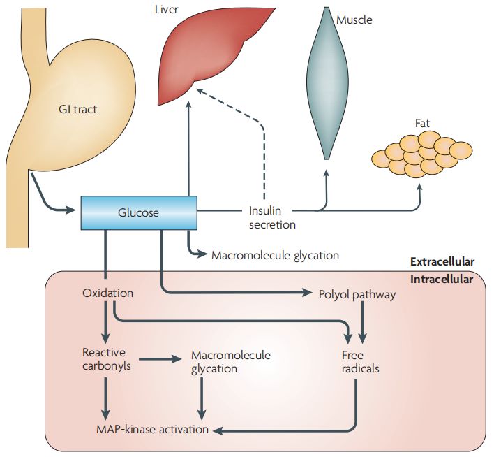 Physiological and pathophysiological metabolic mechanisms of glucose.