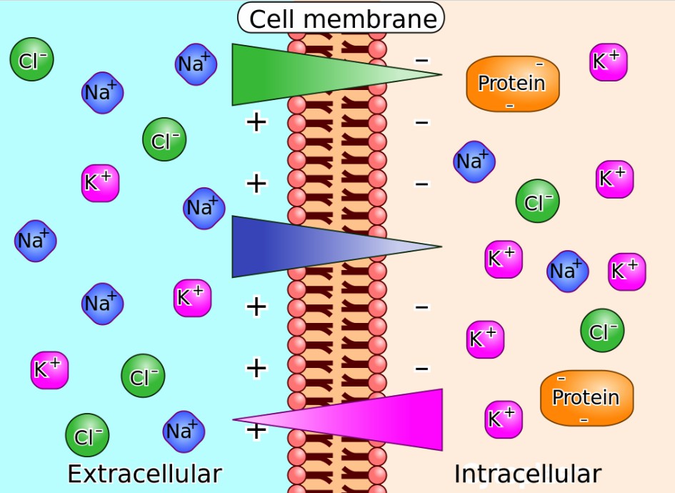 Ion concentrations and charge across a semi-permeable cellular membrane.