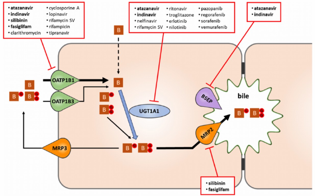 The fate of bilirubin interfering with selected drugs in liver cells.